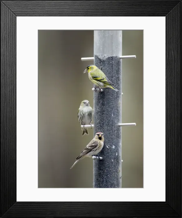 Framed Print : Picture No. 10889077 Framed Print : Picture No. 10889077