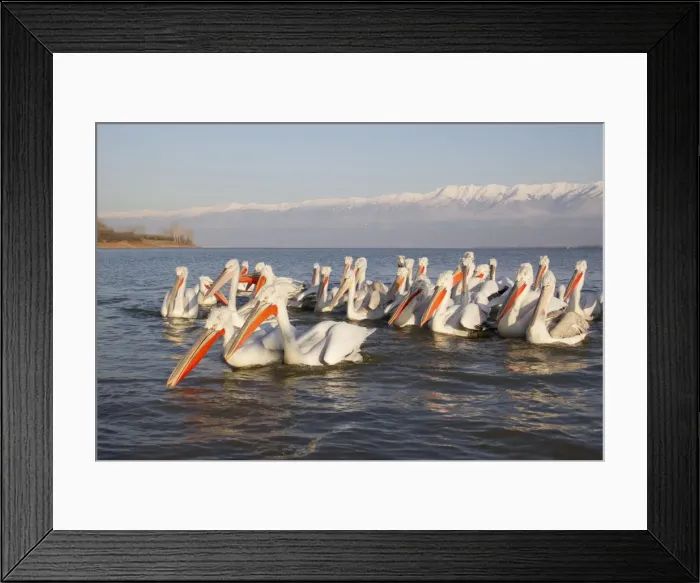 Framed Print : Picture No. 10889073 Framed Print : Picture No. 10889073