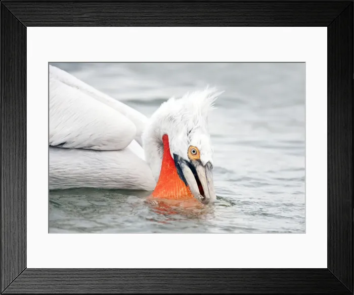 Framed Print : Picture No. 10889081 Framed Print : Picture No. 10889081