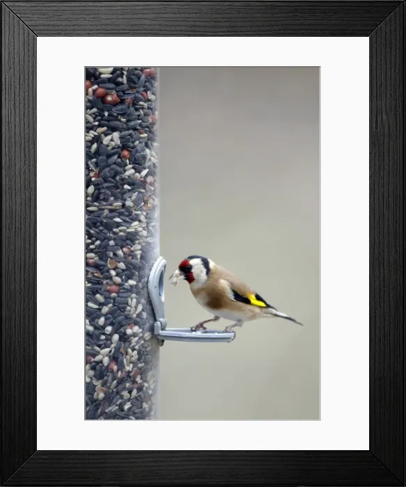 Framed Print : Picture No. 10889080 Framed Print : Picture No. 10889080