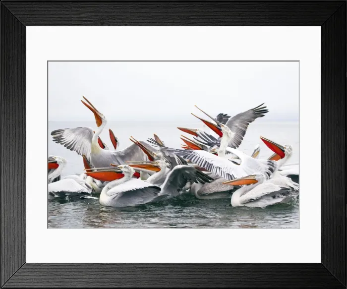 Framed Print : Picture No. 10889079 Framed Print : Picture No. 10889079