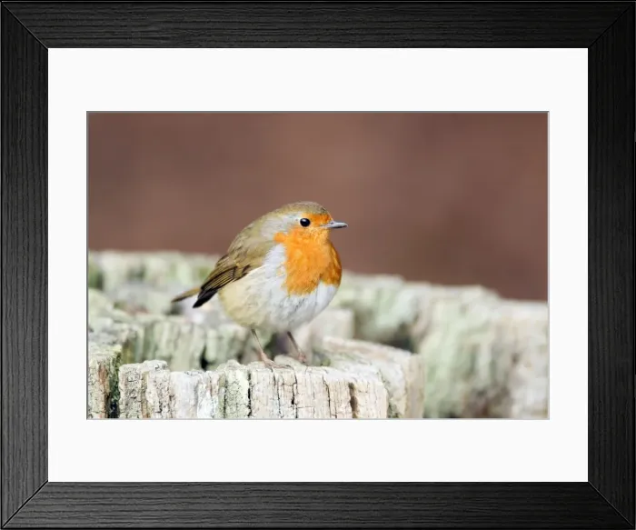 Framed Print : Picture No. 10889082 Framed Print : Picture No. 10889082