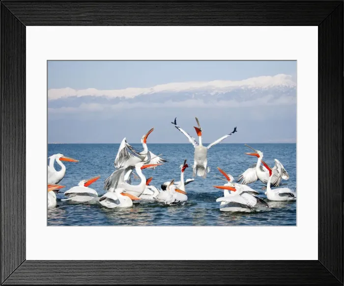 Framed Print : Picture No. 10889085 Framed Print : Picture No. 10889085