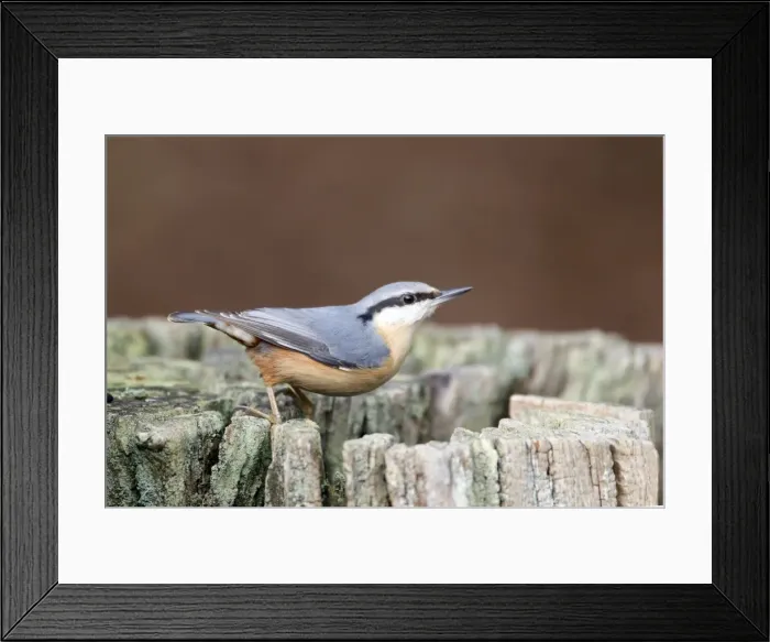 Framed Print : Picture No. 10889078 Framed Print : Picture No. 10889078