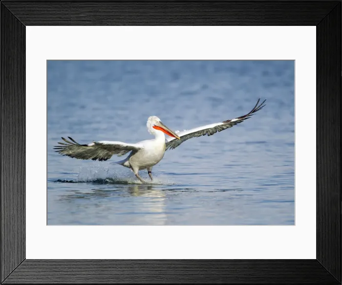 Framed Print : Picture No. 10889086 Framed Print : Picture No. 10889086