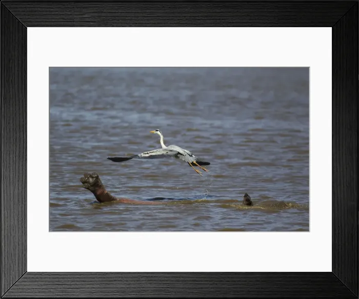 Framed Print : Picture No. 10887287 Framed Print : Picture No. 10887287