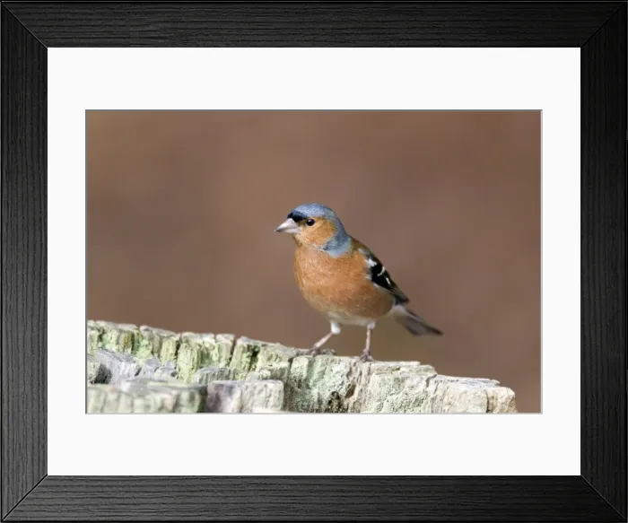 Framed Print : Picture No. 10889091 Framed Print : Picture No. 10889091