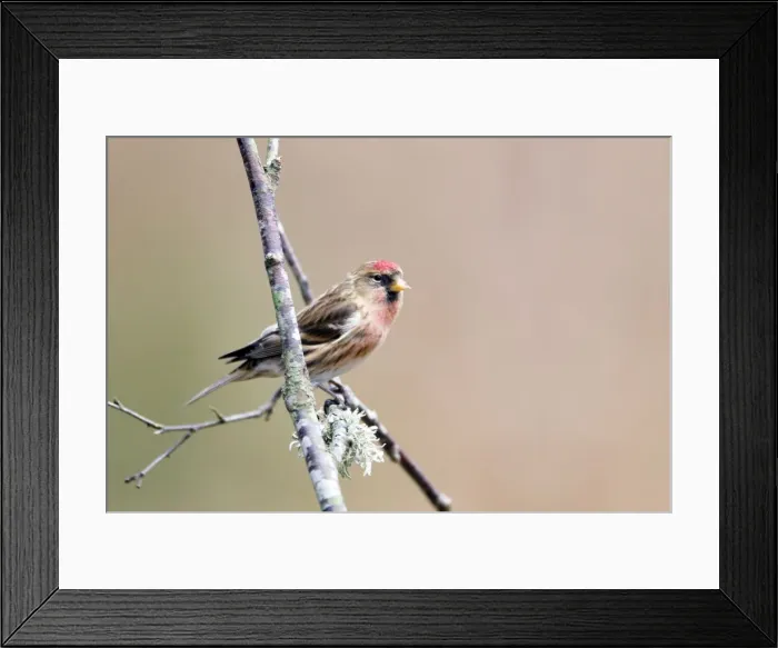 Framed Print : Picture No. 10889088 Framed Print : Picture No. 10889088