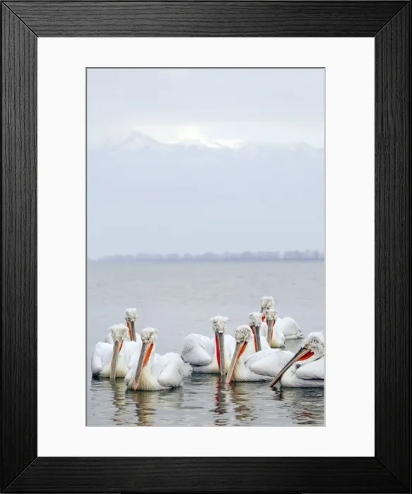 Framed Print : Picture No. 10889093 Framed Print : Picture No. 10889093