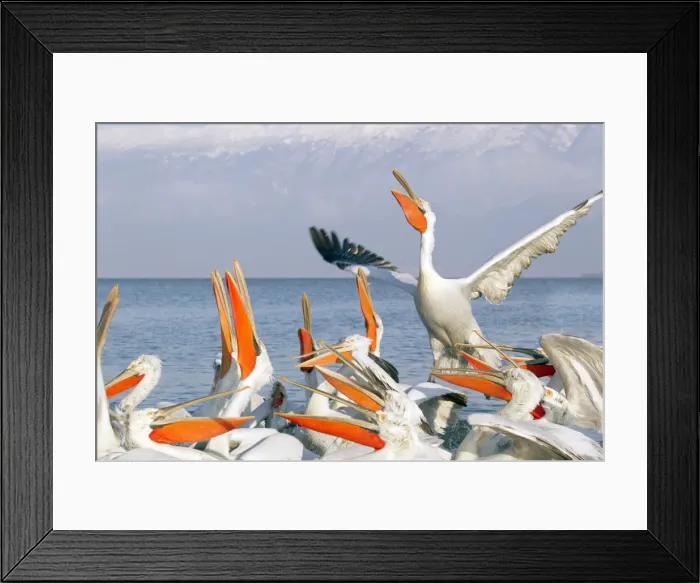Framed Print : Picture No. 10889087