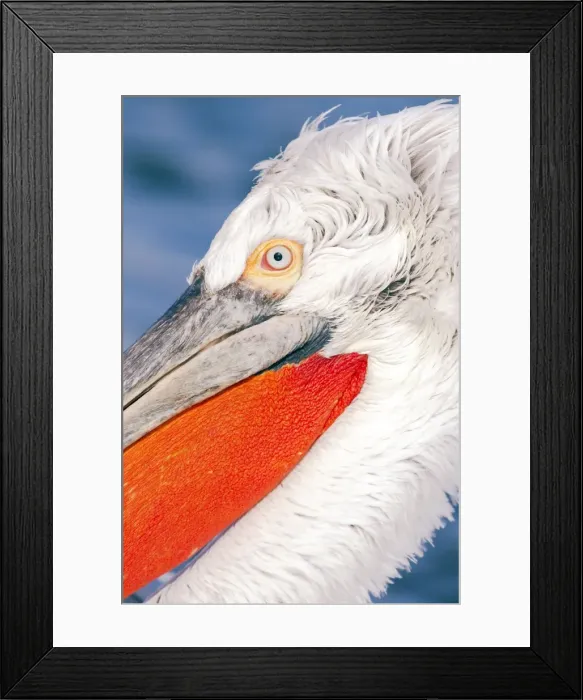 Framed Print : Picture No. 10889094 Framed Print : Picture No. 10889094