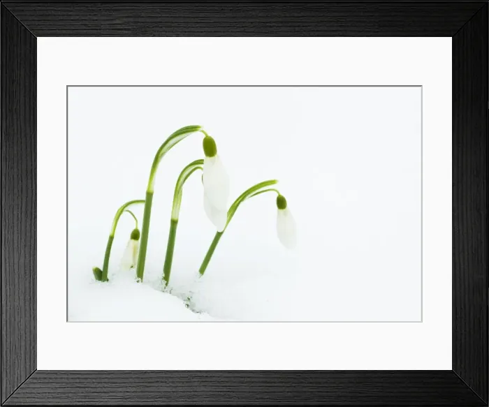 Framed Print : Picture No. 10889096