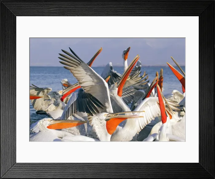 Framed Print : Picture No. 10889092 Framed Print : Picture No. 10889092