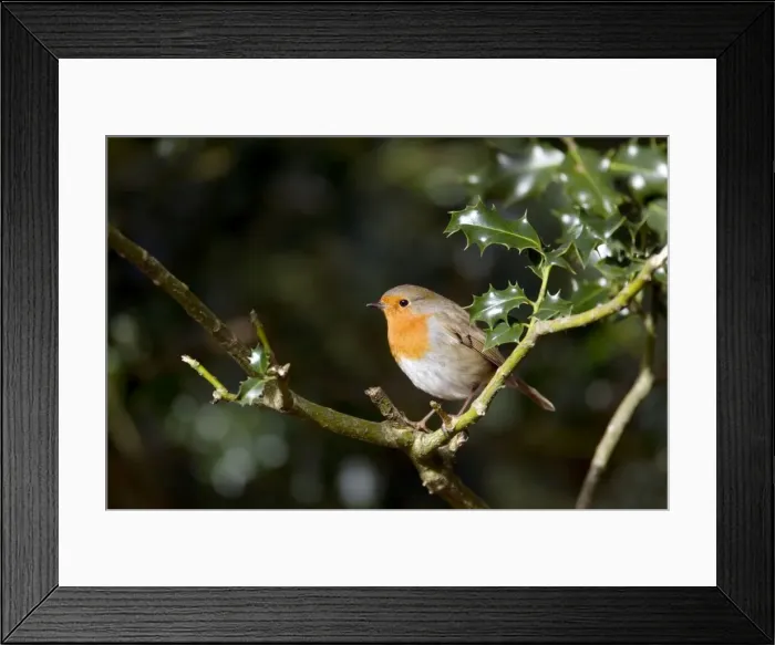 Framed Print : Picture No. 10889099 Framed Print : Picture No. 10889099