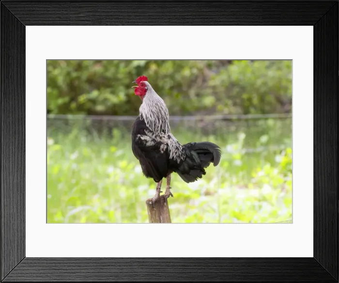 Framed Print : Picture No. 10889102 Framed Print : Picture No. 10889102