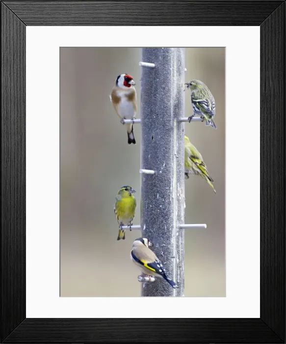 Framed Print : Picture No. 10889101 Framed Print : Picture No. 10889101