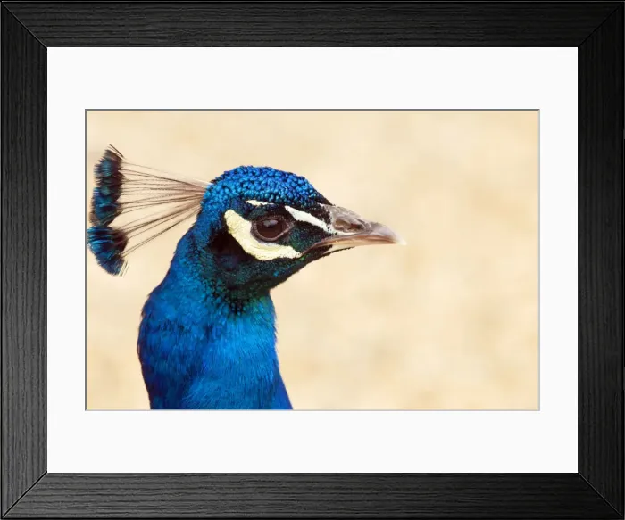 Framed Print : Picture No. 10889103 Framed Print : Picture No. 10889103