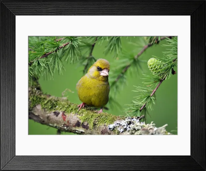 Framed Print : Picture No. 10889107 Framed Print : Picture No. 10889107