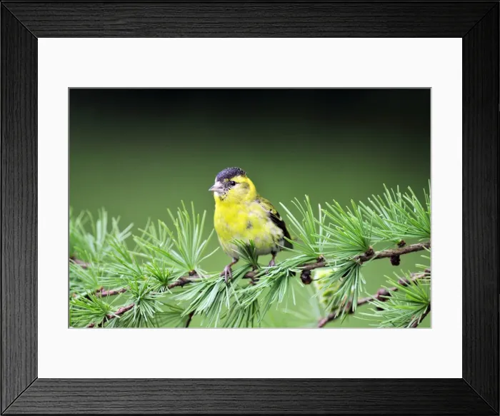 Framed Print : Picture No. 10889108 Framed Print : Picture No. 10889108