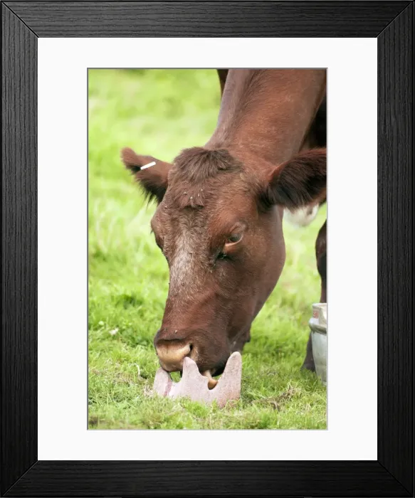 Framed Print : Picture No. 10889105