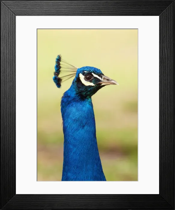 Framed Print : Picture No. 10889104 Framed Print : Picture No. 10889104
