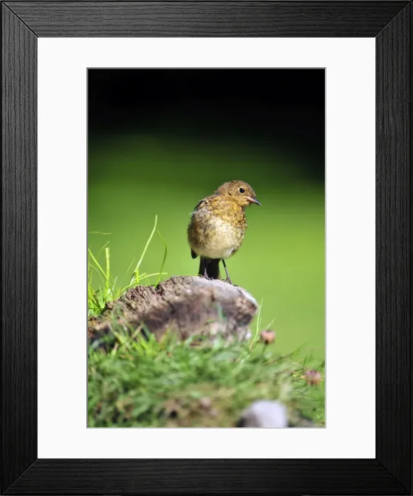 Framed Print : Picture No. 10889110 Framed Print : Picture No. 10889110