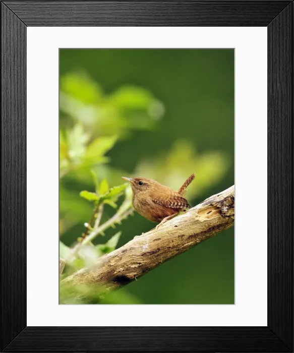 Framed Print : Picture No. 10889112 Framed Print : Picture No. 10889112