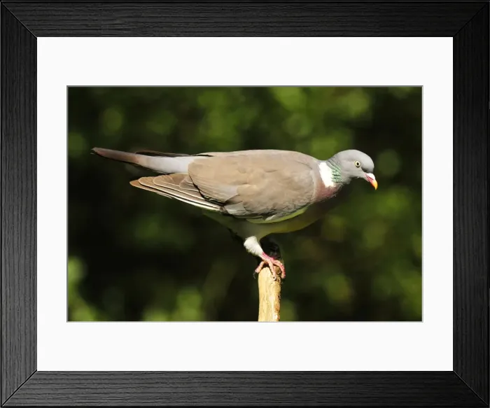 Framed Print : Picture No. 10889111 Framed Print : Picture No. 10889111