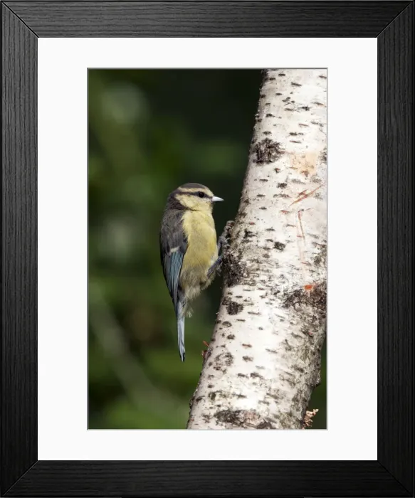 Framed Print : Picture No. 10889118 Framed Print : Picture No. 10889118