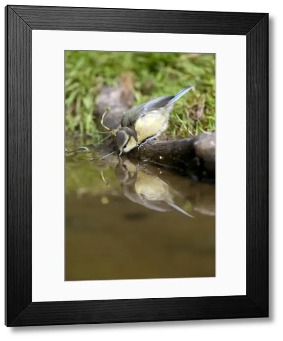 Framed Print : Picture No. 10889119 Framed Print : Picture No. 10889119