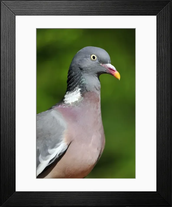 Framed Print : Picture No. 10889113 Framed Print : Picture No. 10889113