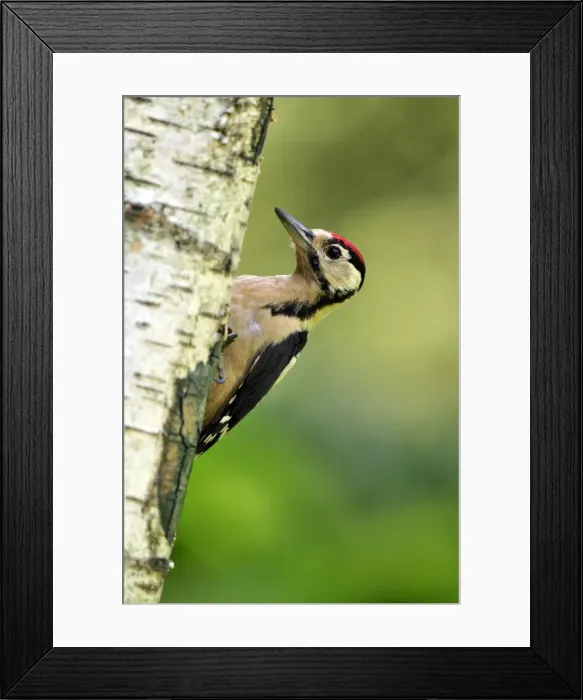 Framed Print : Picture No. 10889116