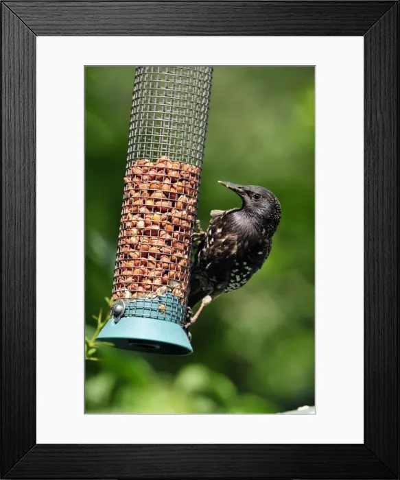 Framed Print : Picture No. 10889122 Framed Print : Picture No. 10889122