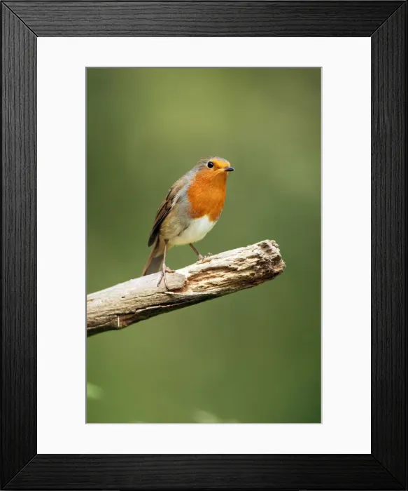 Framed Print : Picture No. 10889127 Framed Print : Picture No. 10889127