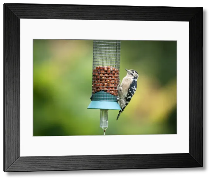 Framed Print : Picture No. 10889126 Framed Print : Picture No. 10889126