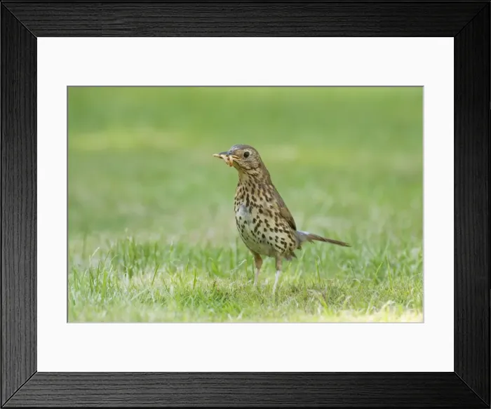 Framed Print : Picture No. 10889130 Framed Print : Picture No. 10889130