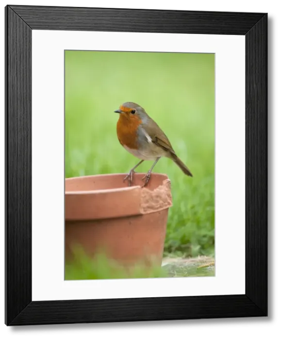 Framed Print : Picture No. 10889128 Framed Print : Picture No. 10889128