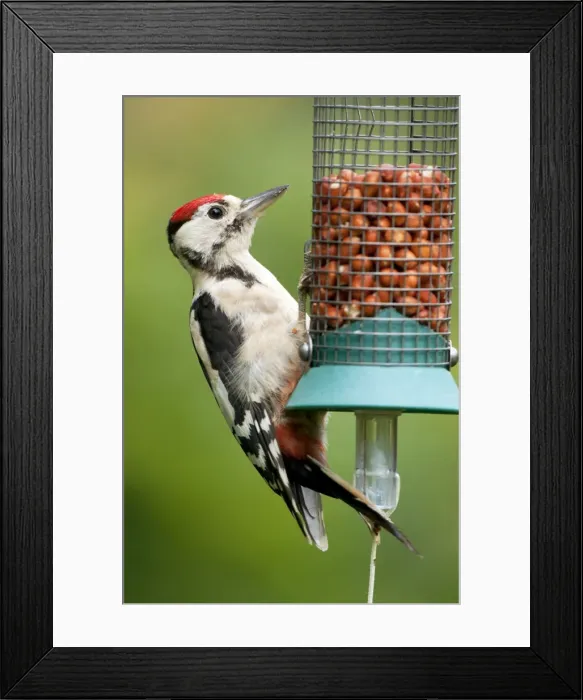 Framed Print : Picture No. 10889123 Framed Print : Picture No. 10889123