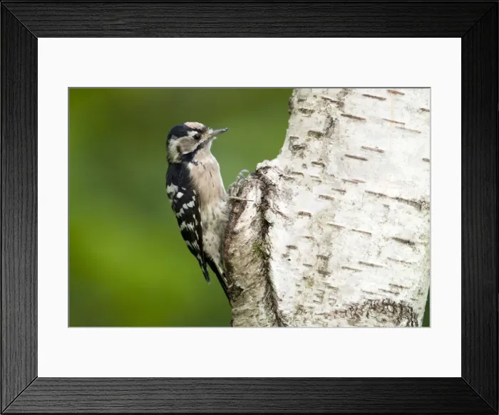Framed Print : Picture No. 10889125 Framed Print : Picture No. 10889125