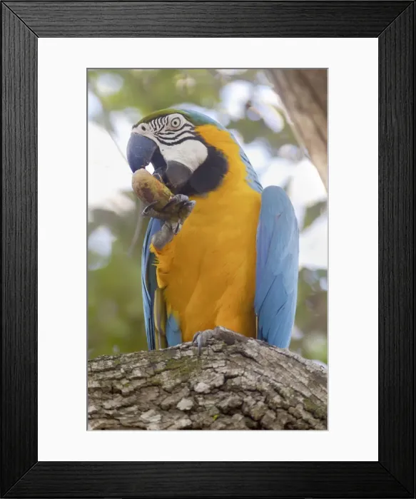 Framed Print : Picture No. 10889180