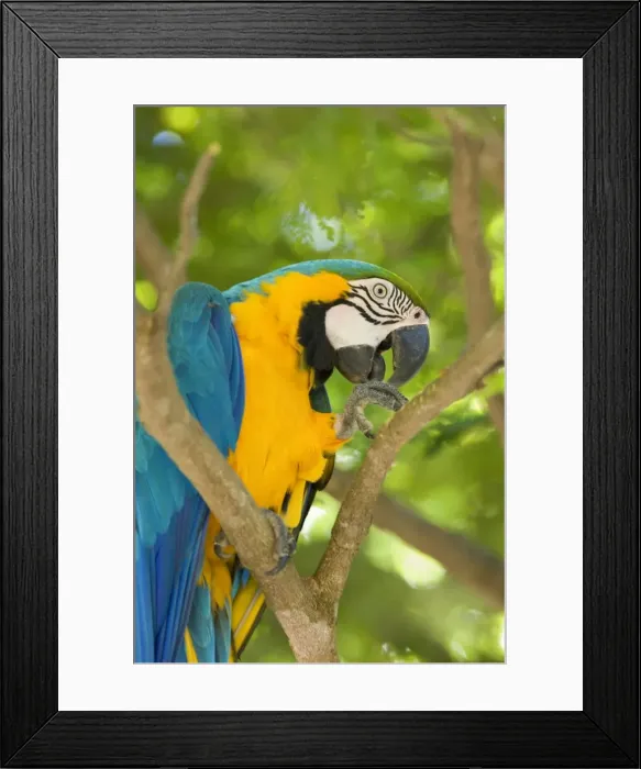 Framed Print : Picture No. 10889181 Framed Print : Picture No. 10889181