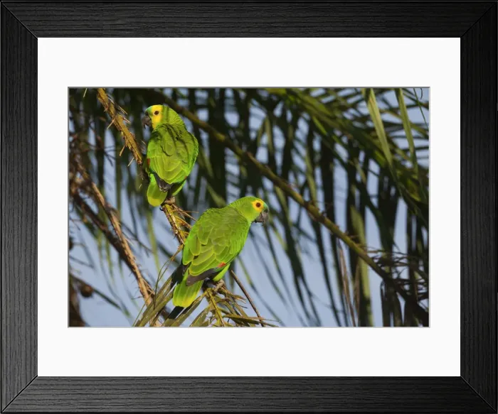 Framed Print : Picture No. 10889183 Framed Print : Picture No. 10889183