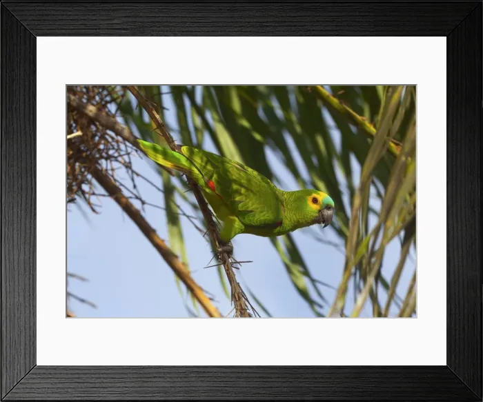 Framed Print : Picture No. 10889184 Framed Print : Picture No. 10889184