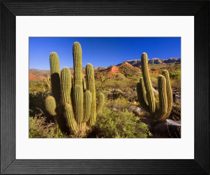 Framed Print : Picture No. 10889188 Framed Print : Picture No. 10889188
