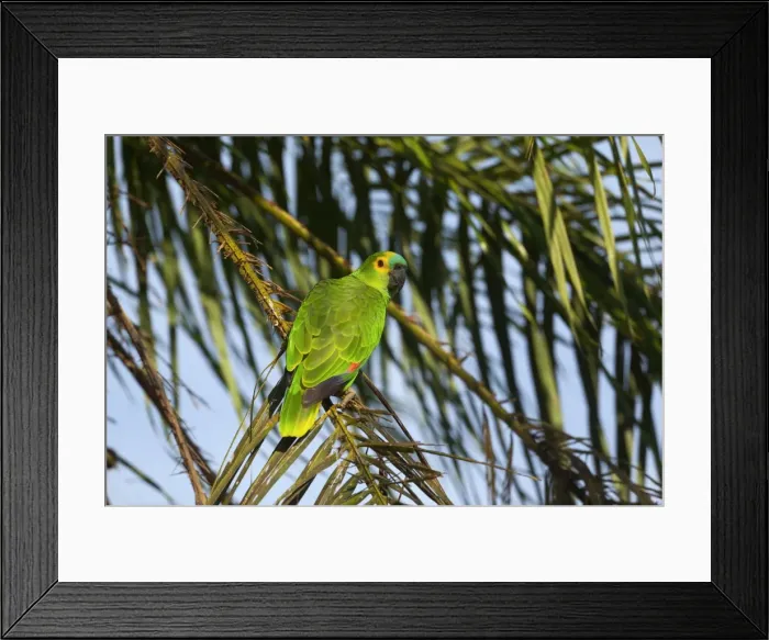 Framed Print : Picture No. 10889182 Framed Print : Picture No. 10889182