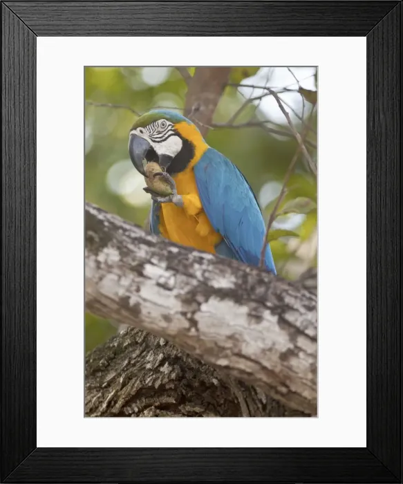 Framed Print : Picture No. 10889179 Framed Print : Picture No. 10889179