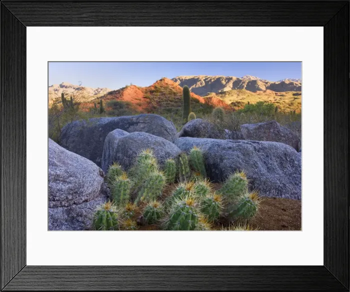Framed Print : Picture No. 10889186