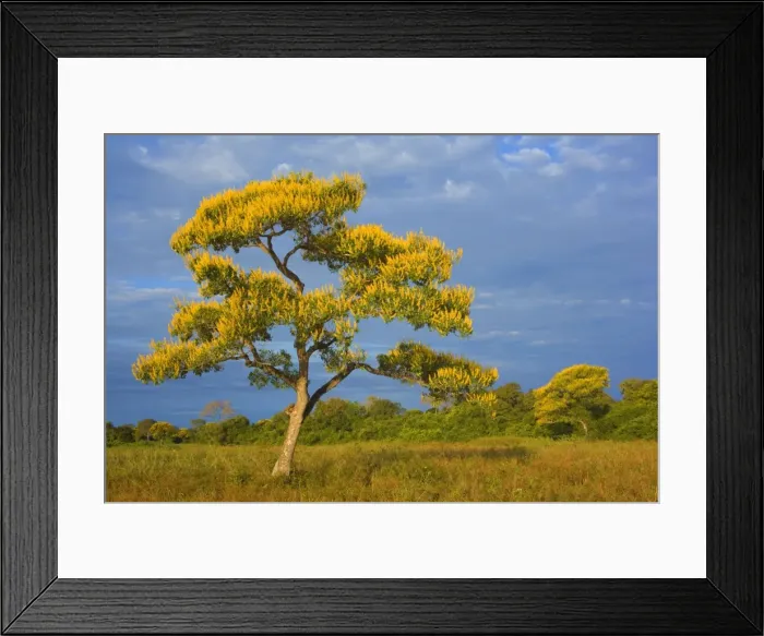 Framed Print : Picture No. 10889191 Framed Print : Picture No. 10889191