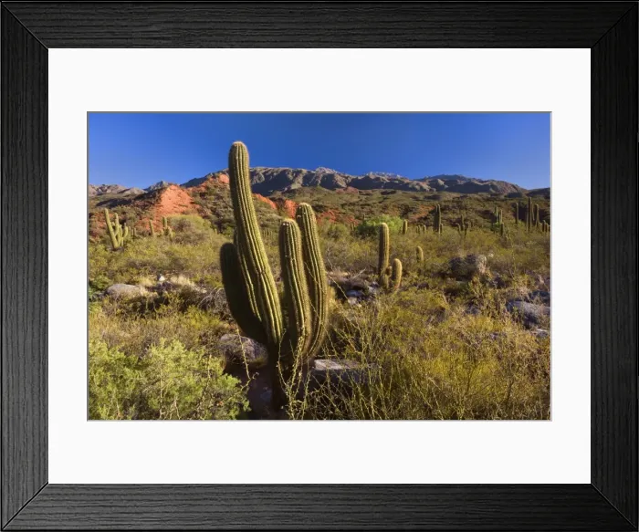 Framed Print : Picture No. 10889187 Framed Print : Picture No. 10889187