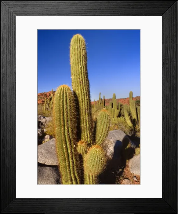 Framed Print : Picture No. 10889189 Framed Print : Picture No. 10889189
